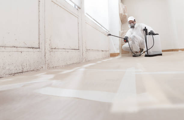 24/7 Emergency Basement Mold Remediation experts in Woodbury, MN