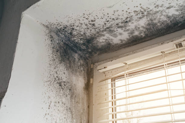 Trusted Basement Mold Remediation service in Woodbury, MN - Cheap Mold Removal